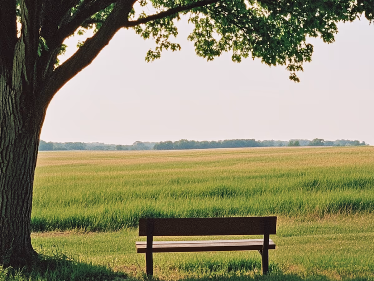 Empty wooden bench under a large tree overlooking a vast green field under a clear sky.
