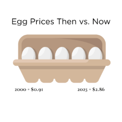An infographic calculating the price of eggs.