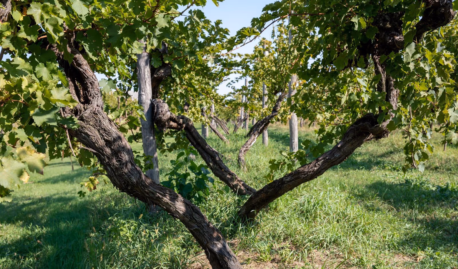 Grapevine rows with thick trunks and green leaves in a sunlit vineyard.