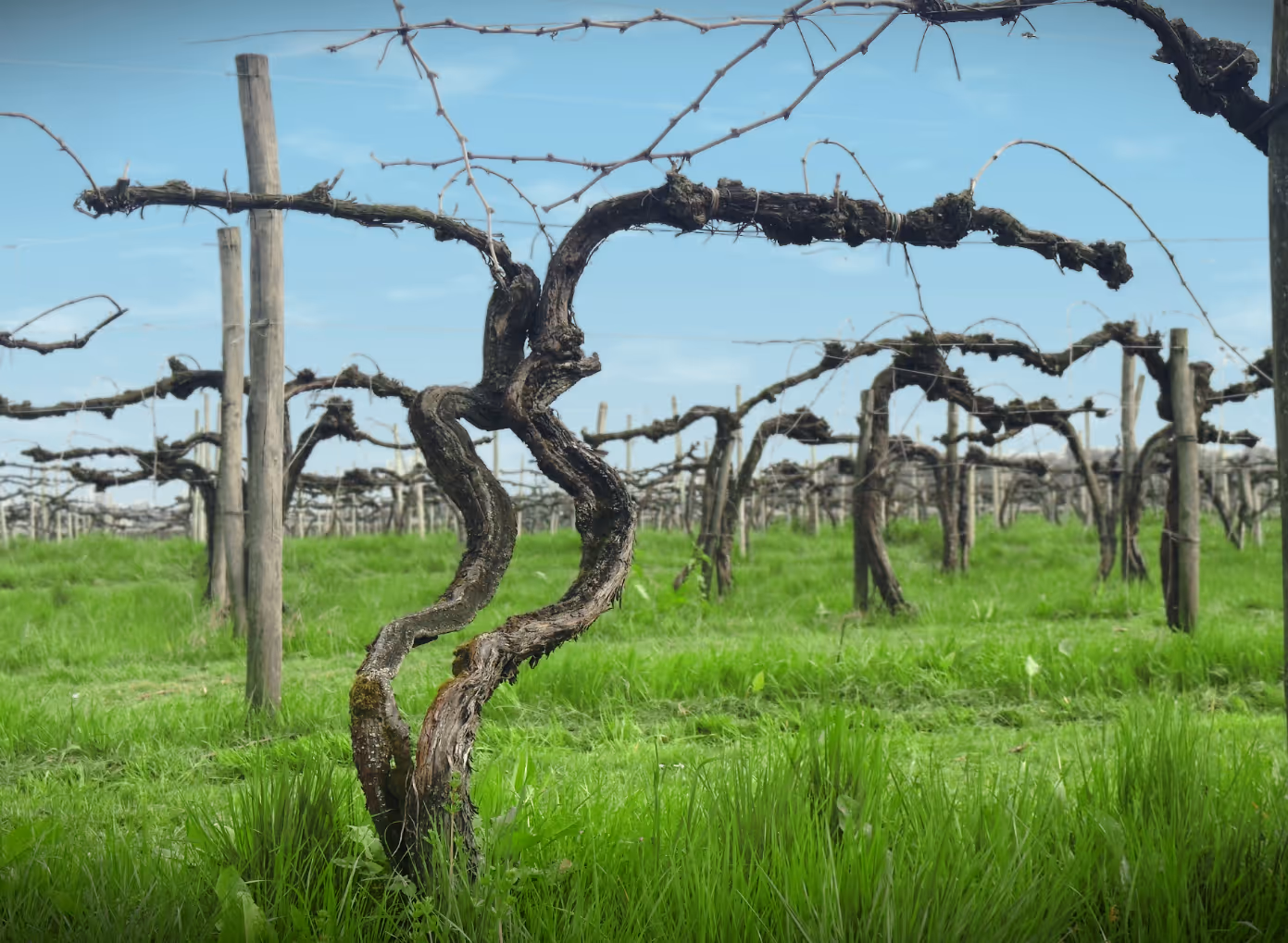 Rows of leafless grapevines supported by wooden posts in a green grassy vineyard under a blue sky.