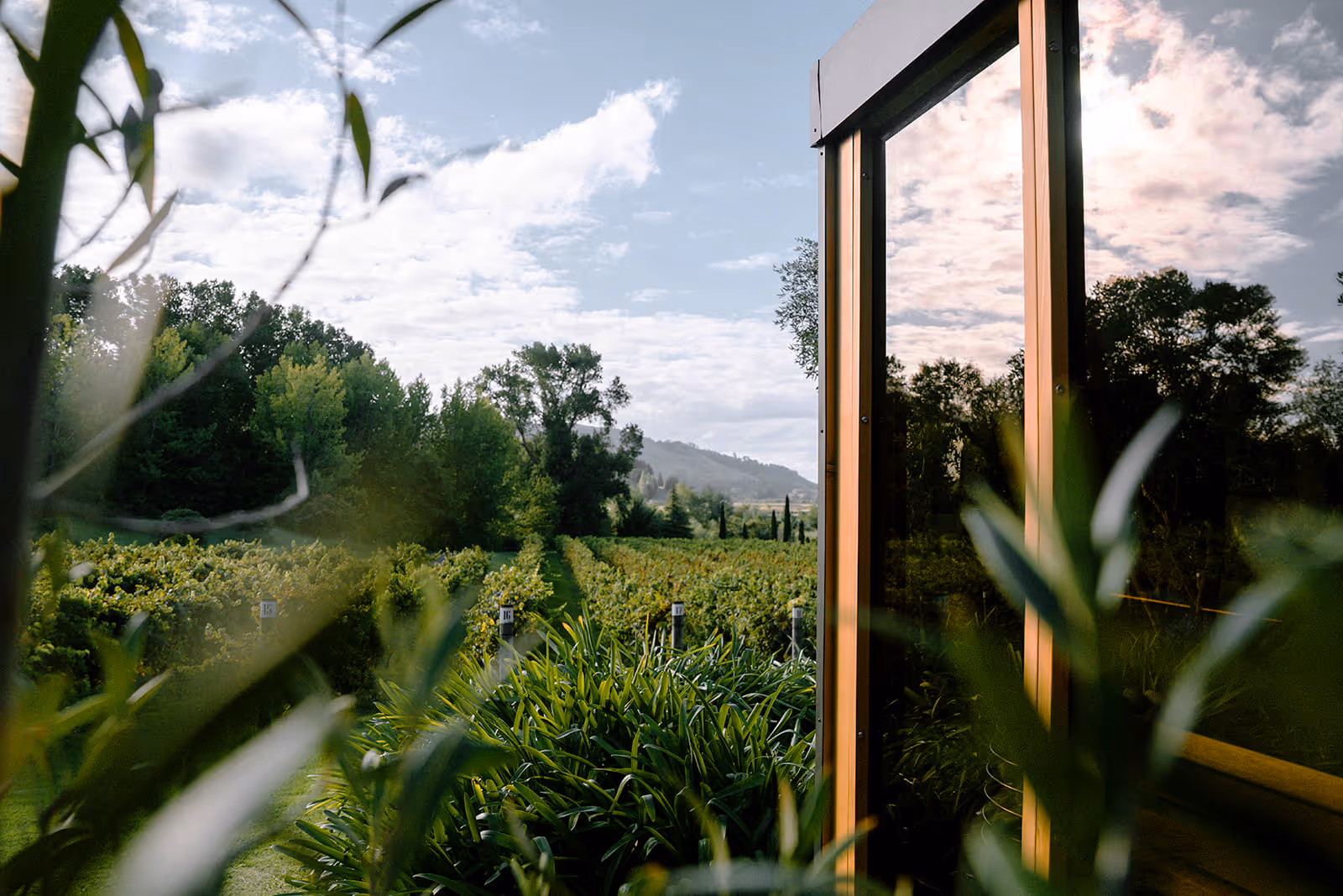 A view though a vineyard from the sauna