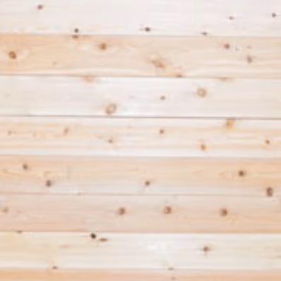 Eastern White Cedar