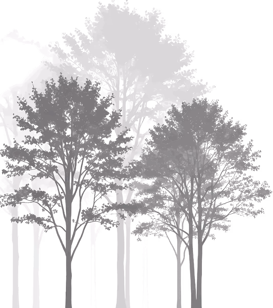 Silhouetten von Bäumen mit detailliertem Laub und Stämmen in Grautönen vor schwarzem Hintergrund.