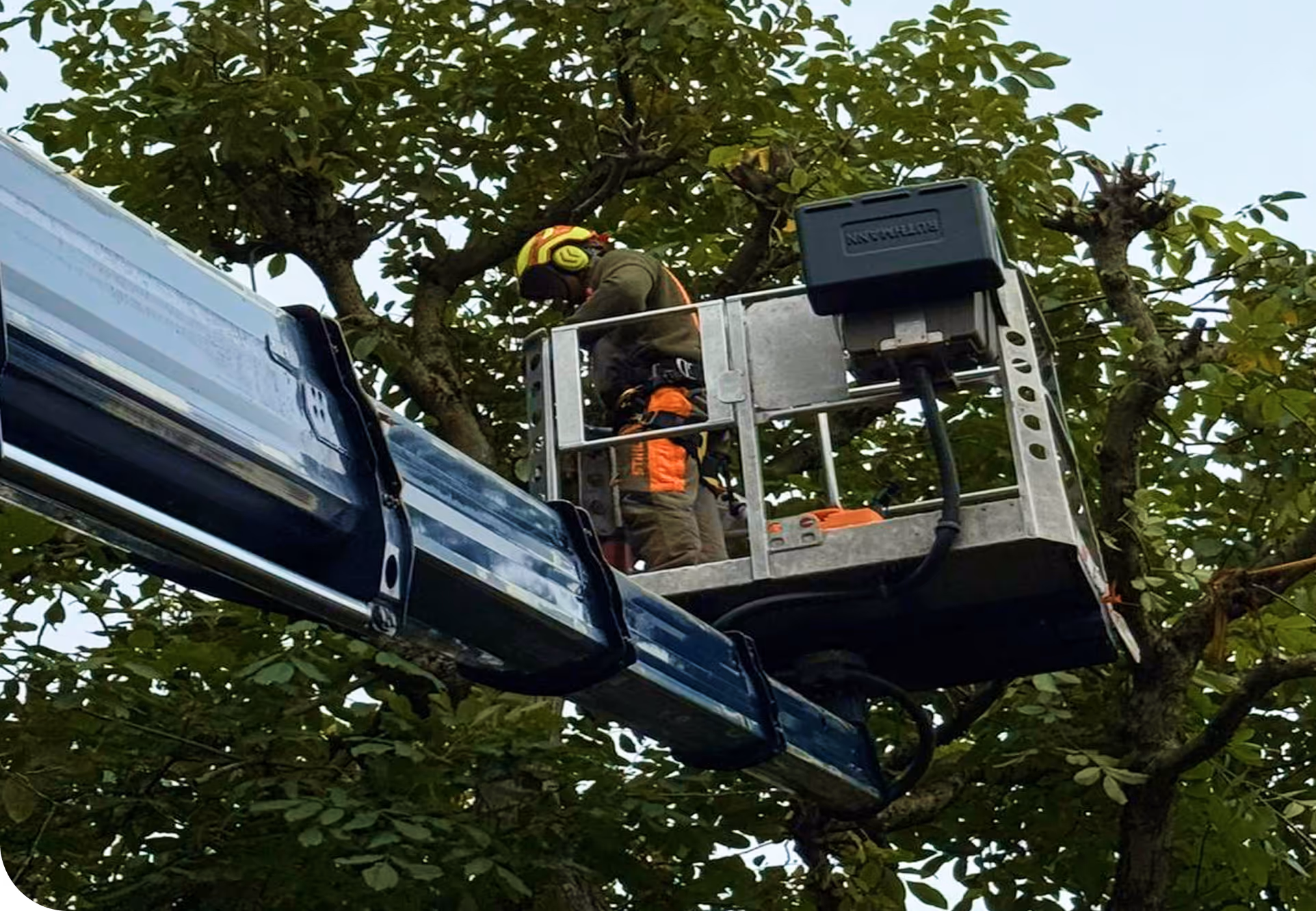 Arbeiter mit Schutzhelm und Gehörschutz steht in einem Hebekorb und schneidet Äste von einem Baum.