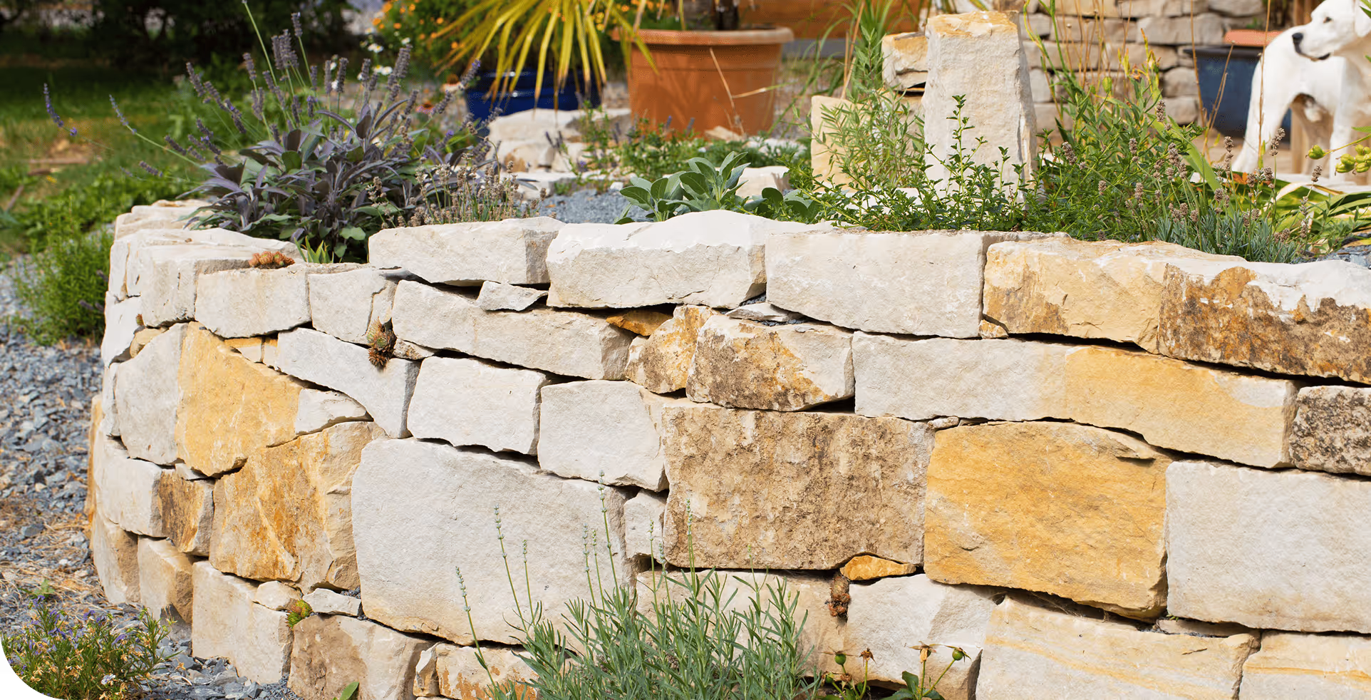 Trockenmauer aus unregelmäßigen Sandsteinblöcken, mit Lavendel und anderen Pflanzen darüber, im Garten.