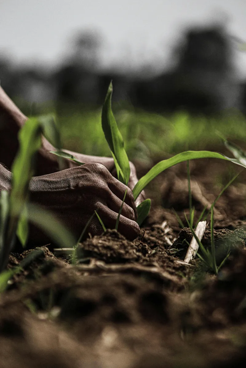 Livestock Production — UMMA Farm program