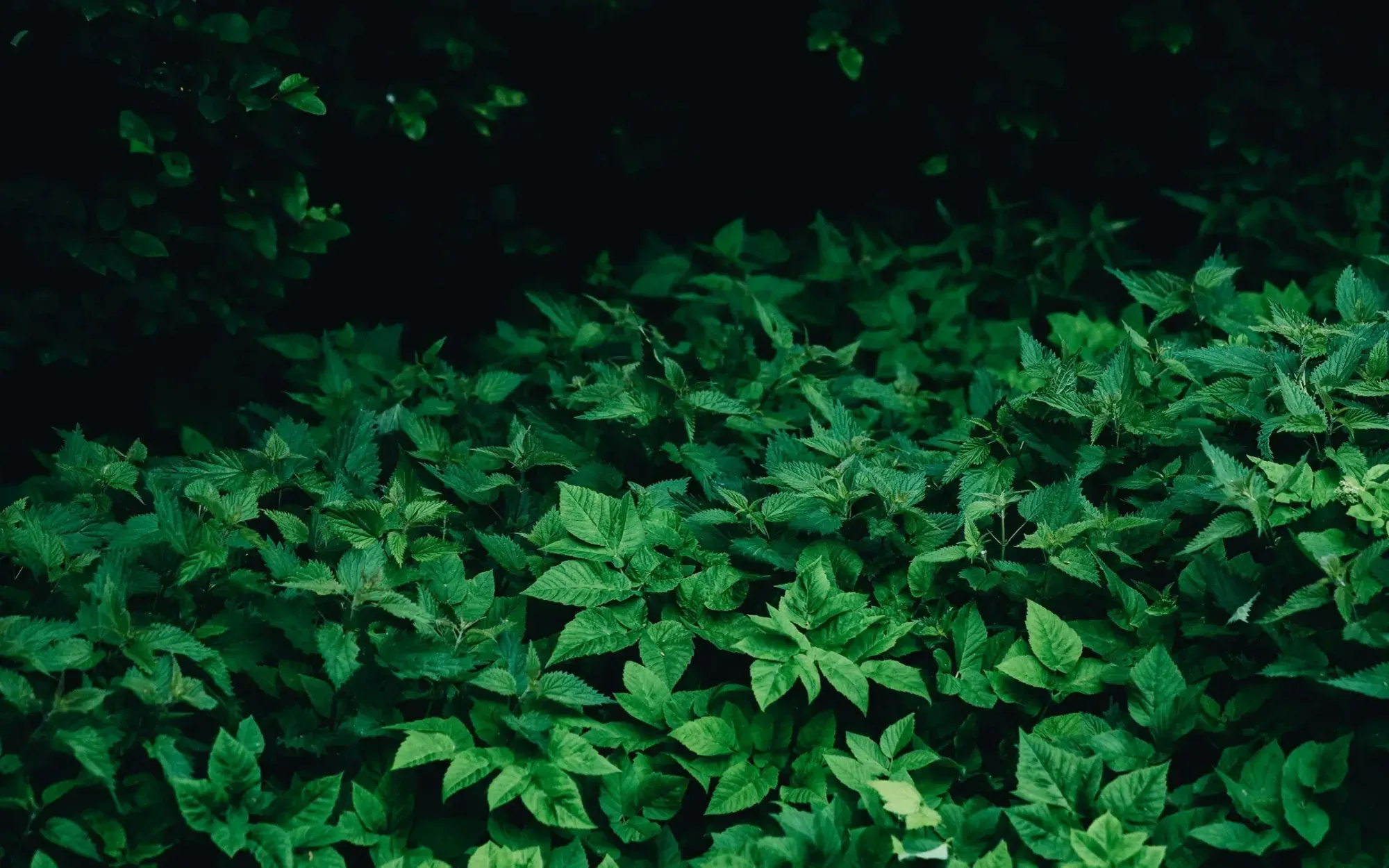 Perennial Tree Plantings — UMMA Farm program