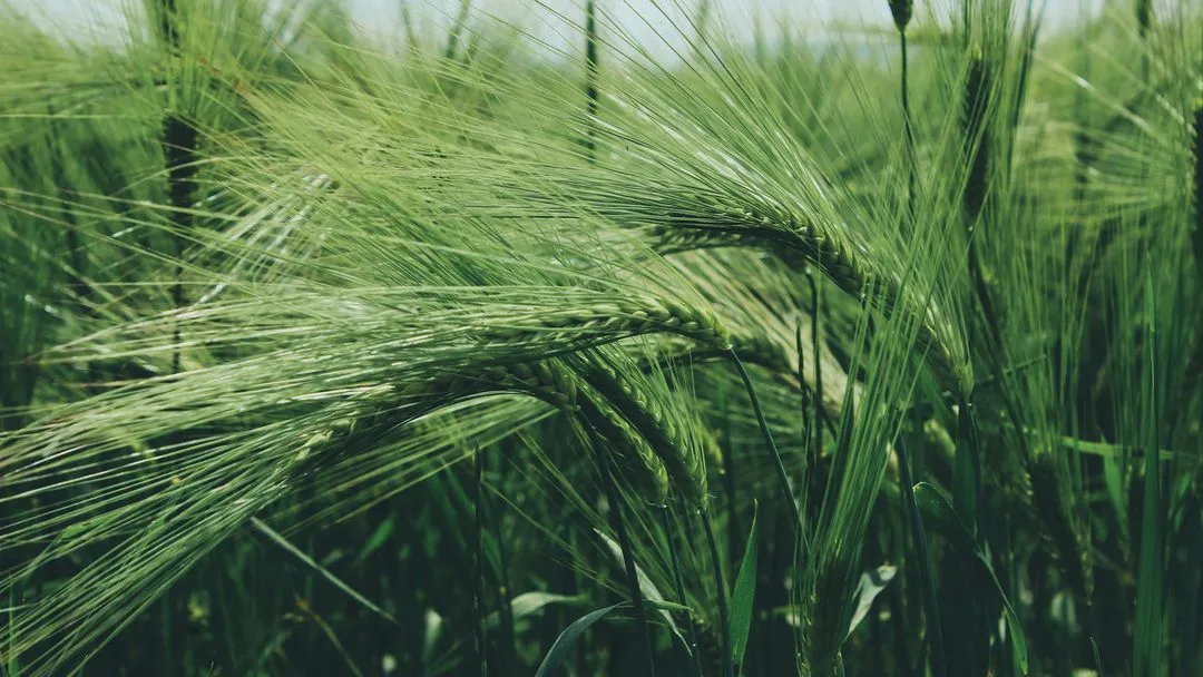 Feed Production — UMMA Farm program