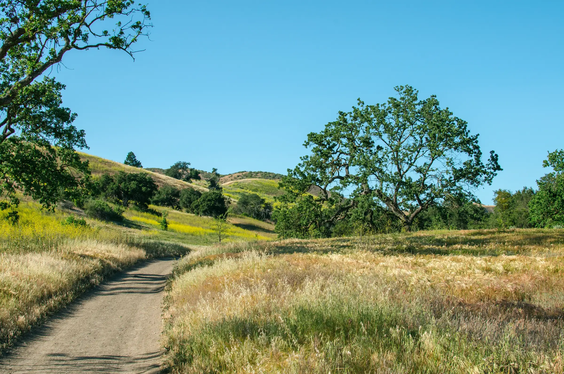 A trail through rolling hills at Cheeseboro Open Space in Agoura hills