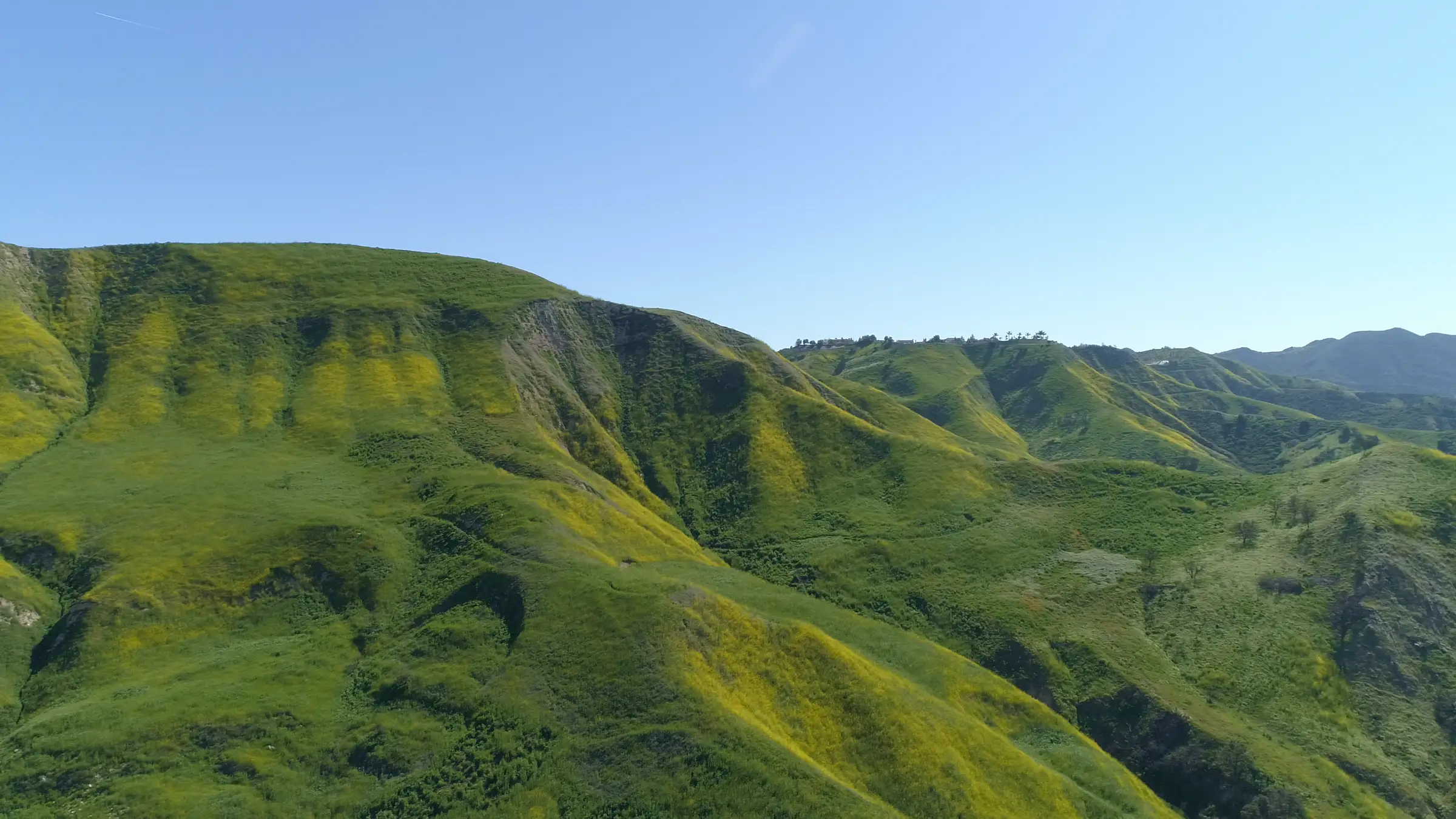 Green flowery field with blue sky in Agoura Hills