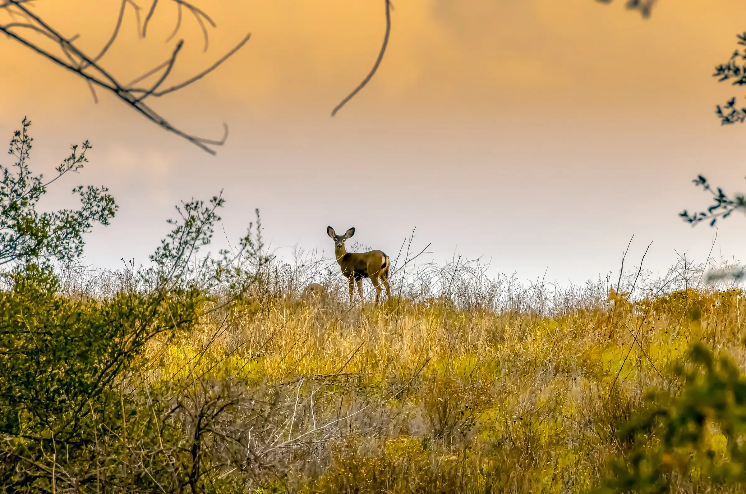 Deer standing in grassy field