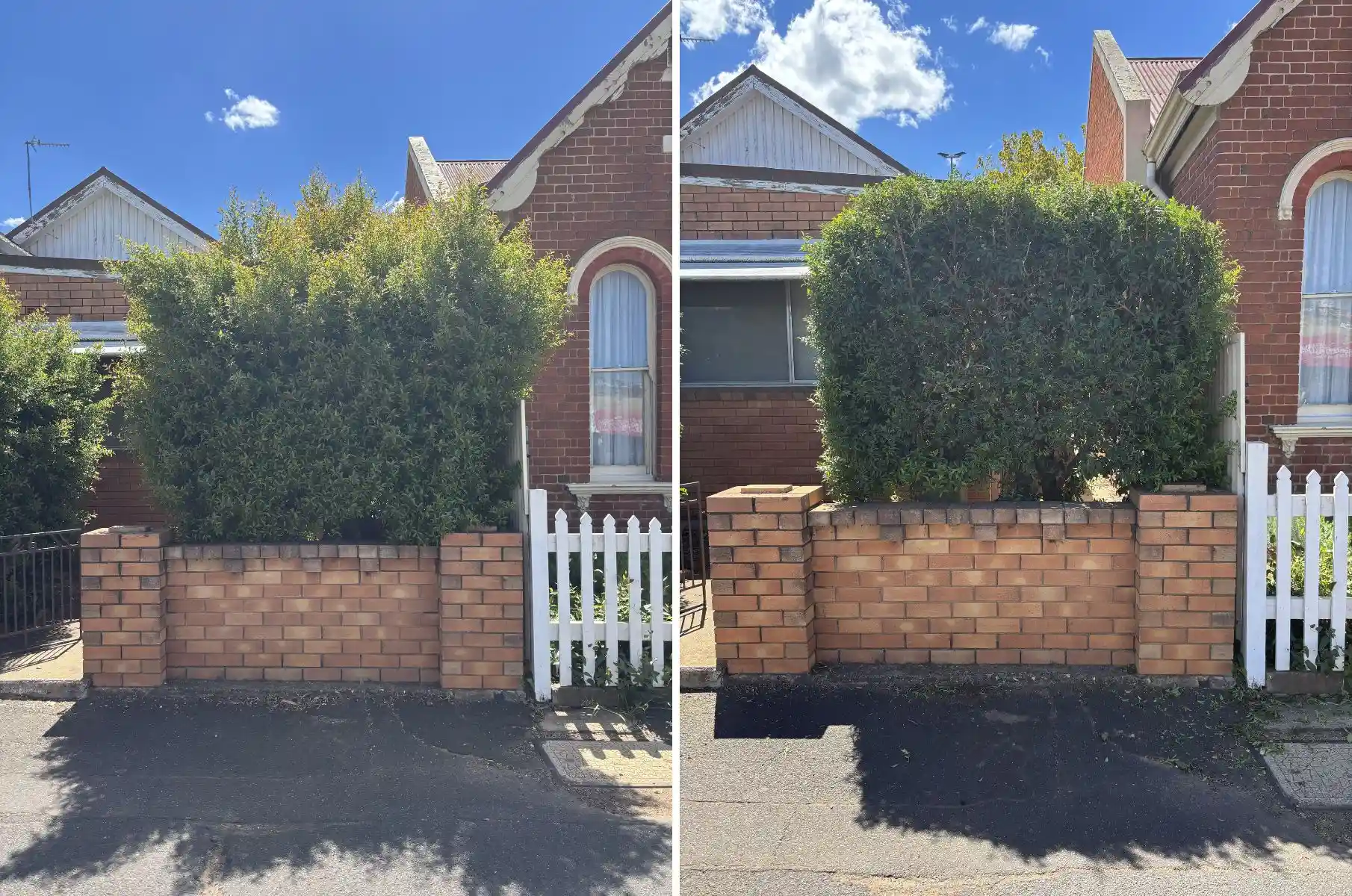 before and after hedge pruning to restore structure and appearance in Dubbo NSW