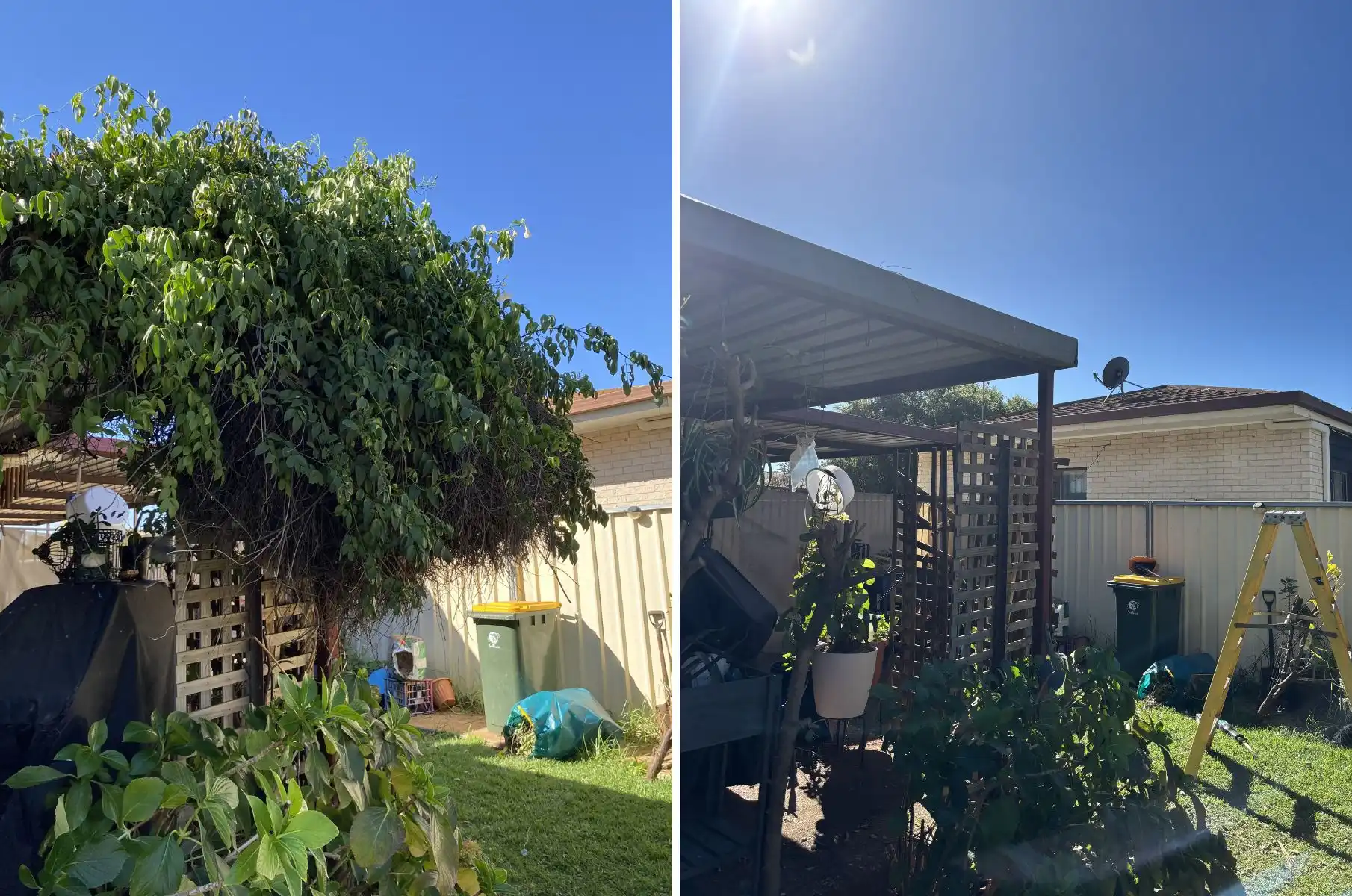 before and after garden bed cleanup with dense overgrowth in Dubbo NSW