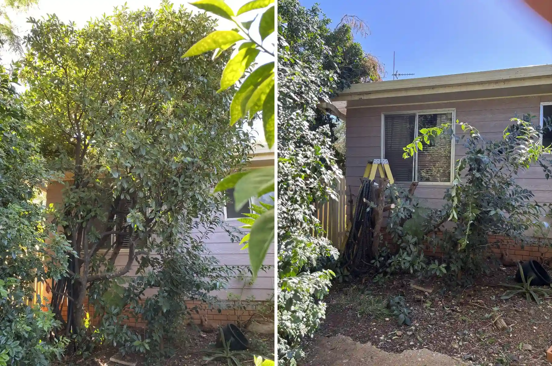 before and after large scale garden cleanup and restoration in Dubbo NSW