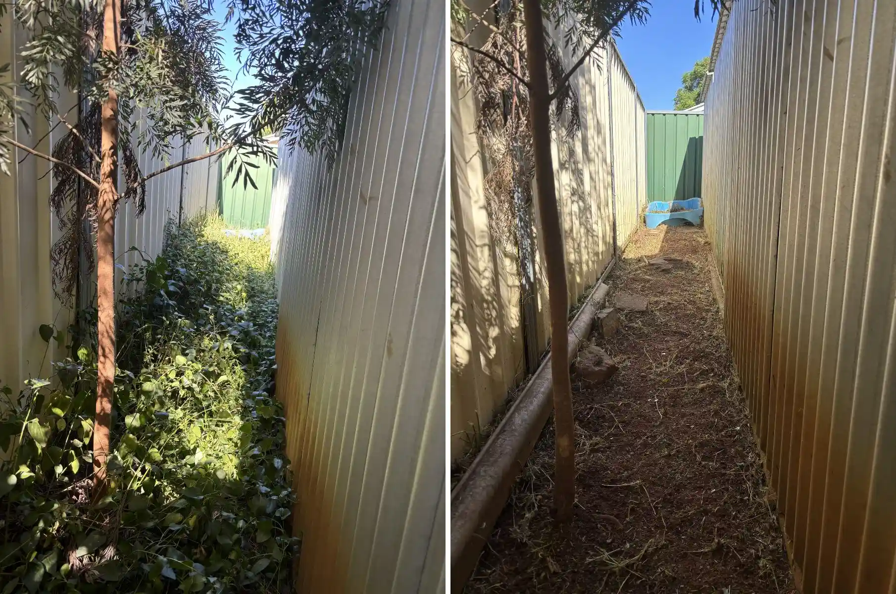 before and after garden restoration around trees and planting area in Dubbo NSW