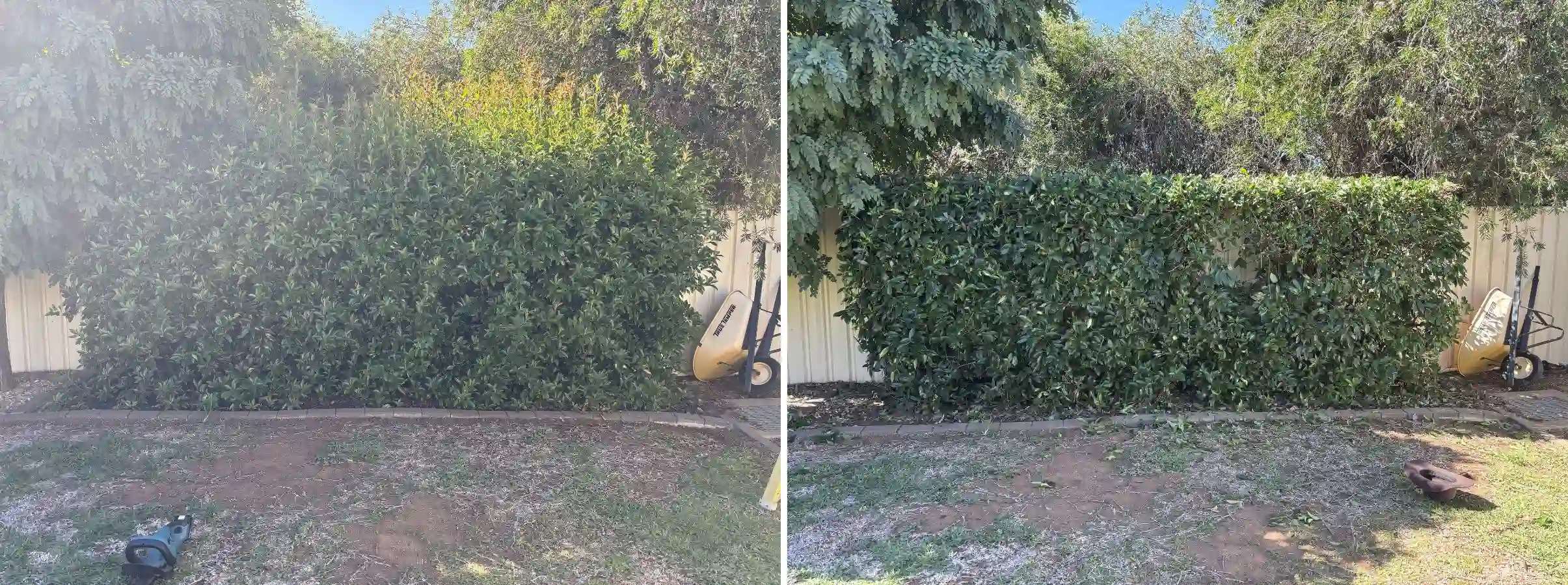 before and after garden bed cleanup with dense overgrowth in Dubbo NSW
