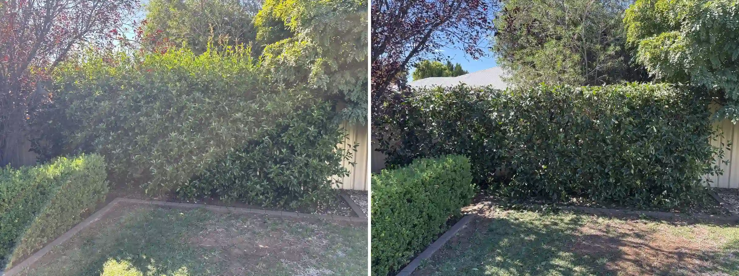 before and after garden restoration around trees and planting area in Dubbo NSW