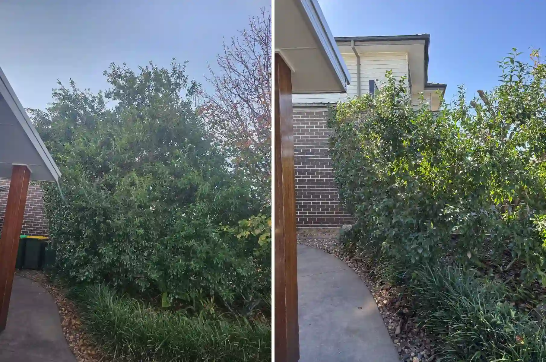 before and after large hedge cut back and reshaped to restore structure and property access in Dubbo NSW