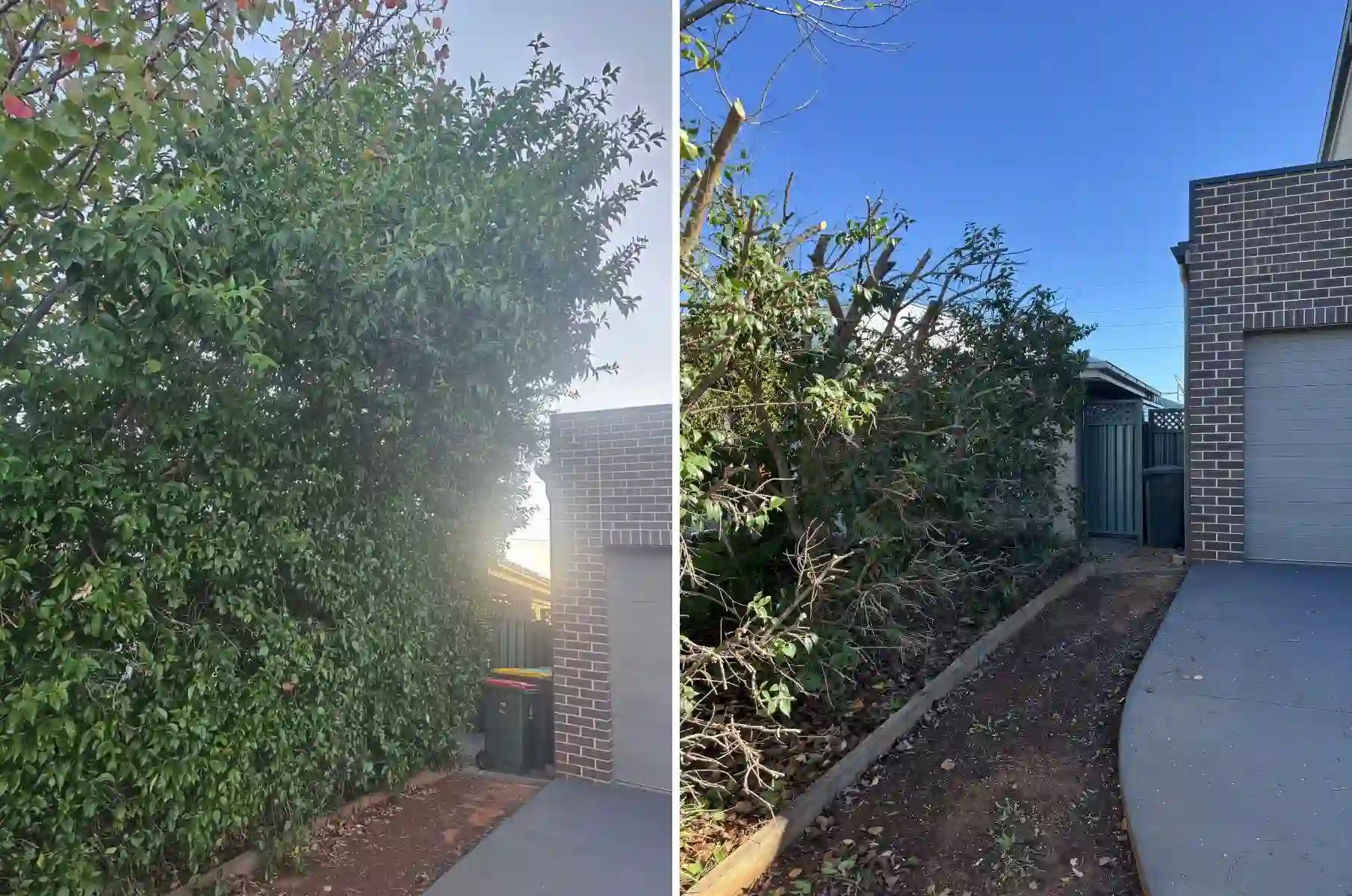 before and after major hedge height reduction with chainsaw pruning at residential property in Dubbo NSW