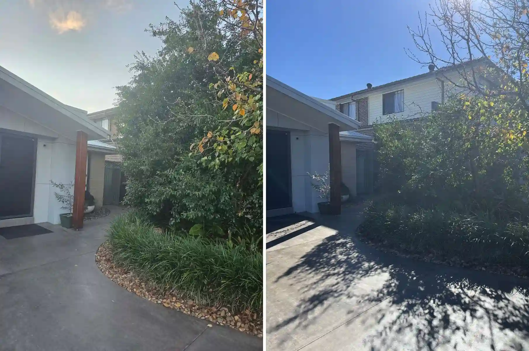 before and after privacy hedge grown beyond roofline heavily reduced and reshaped in Dubbo NSW