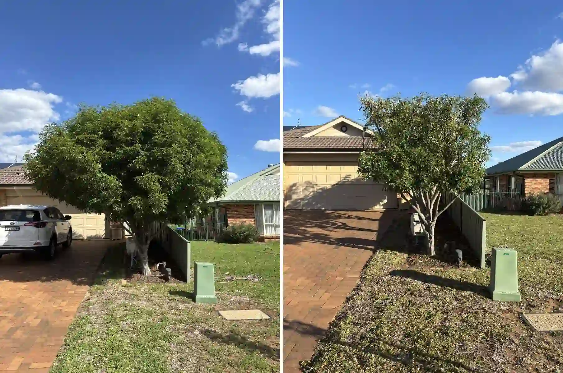before and after weeping fig with low hanging branches overhanging driveway lifted and reduced in Dubbo NSW