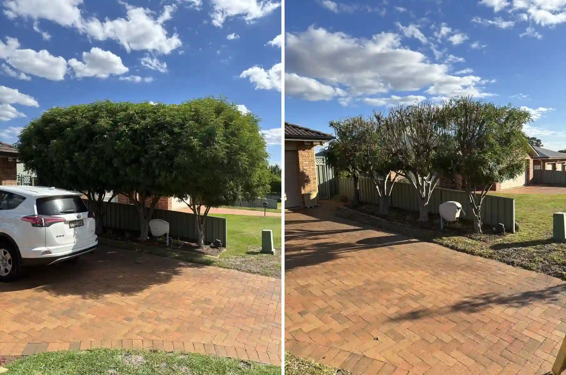 before and after weeping fig canopy reduced and lifted to restore clearance over driveway in Dubbo NSW