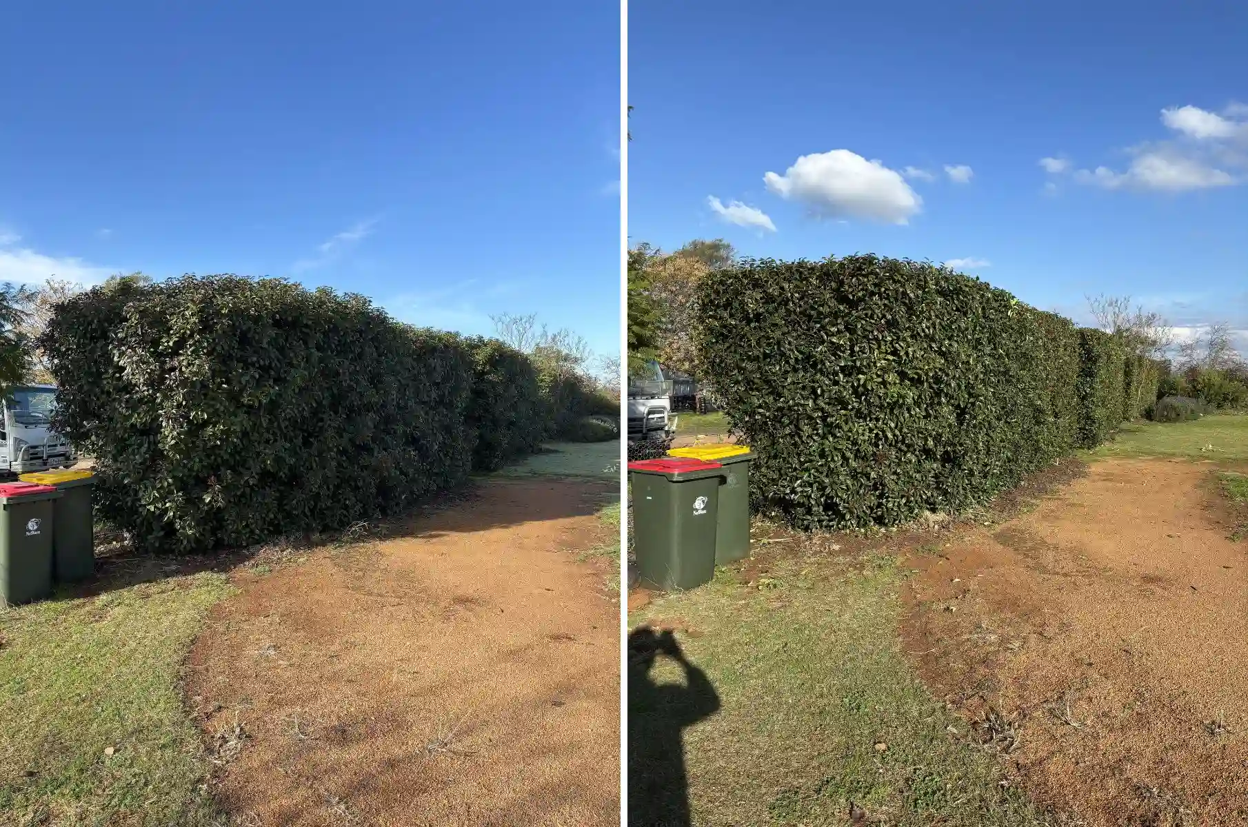 before and after tall privacy hedge trimmed and levelled with ladder work to restore consistent line and shape in Dubbo NSW