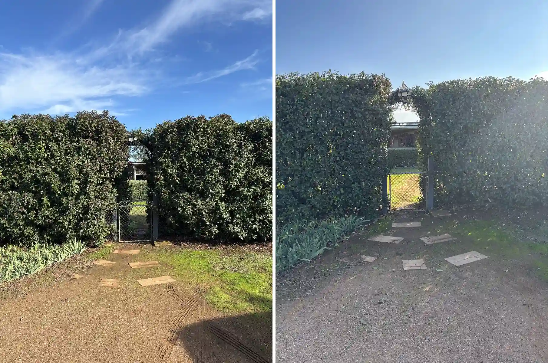 before and after overgrown tall hedge brought back under control with height reduction and clean edges in Dubbo NSW