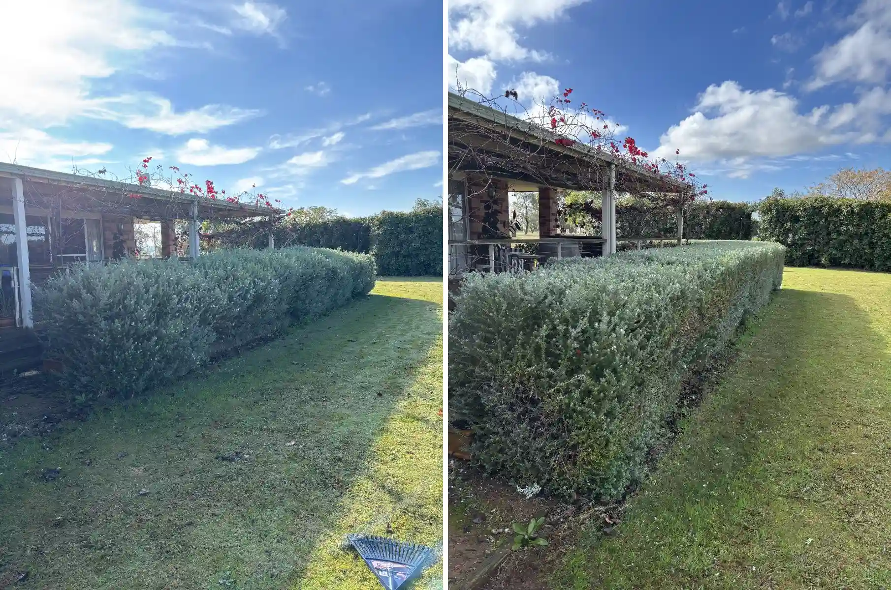 before and after hedge trim and reshape showing full length restored to clean uniform finish in Dubbo NSW