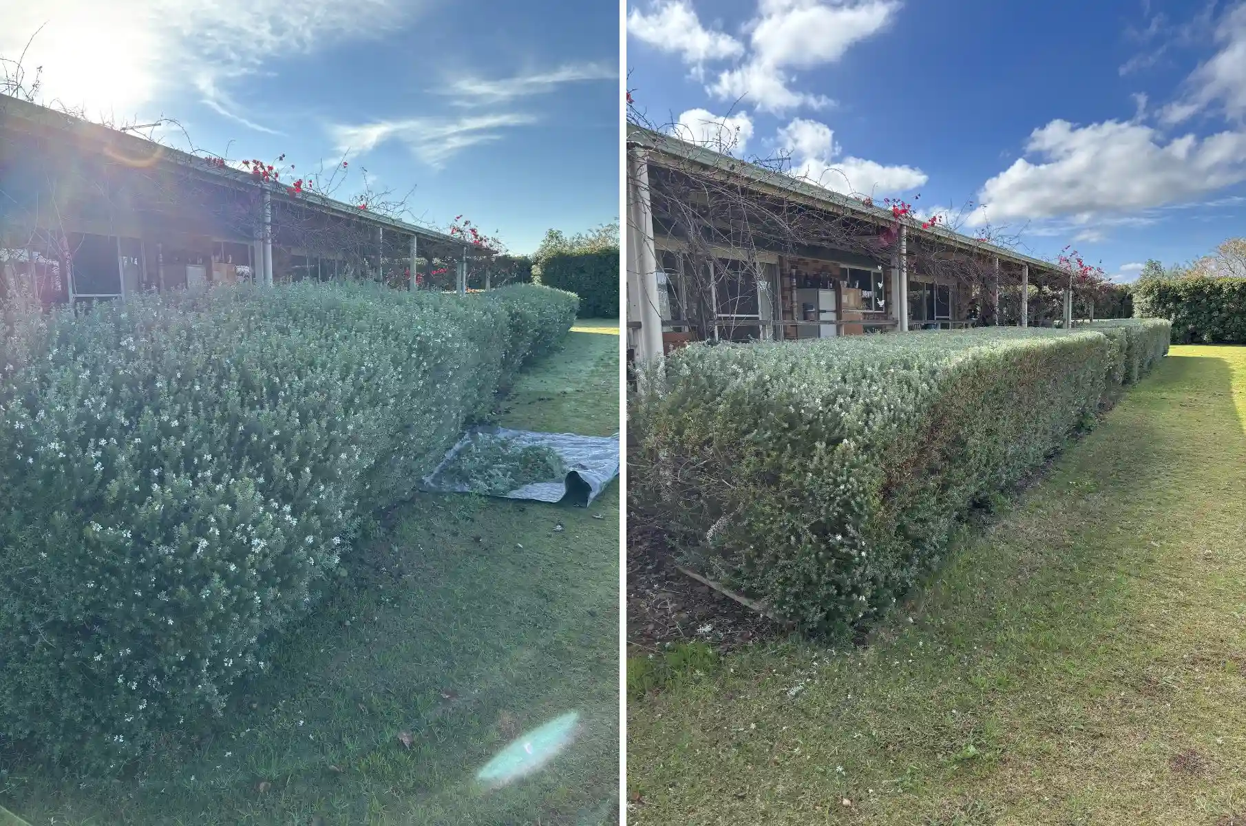 before and after overgrown hedge trimmed and reshaped into clean compact form at property in Dubbo NSW
