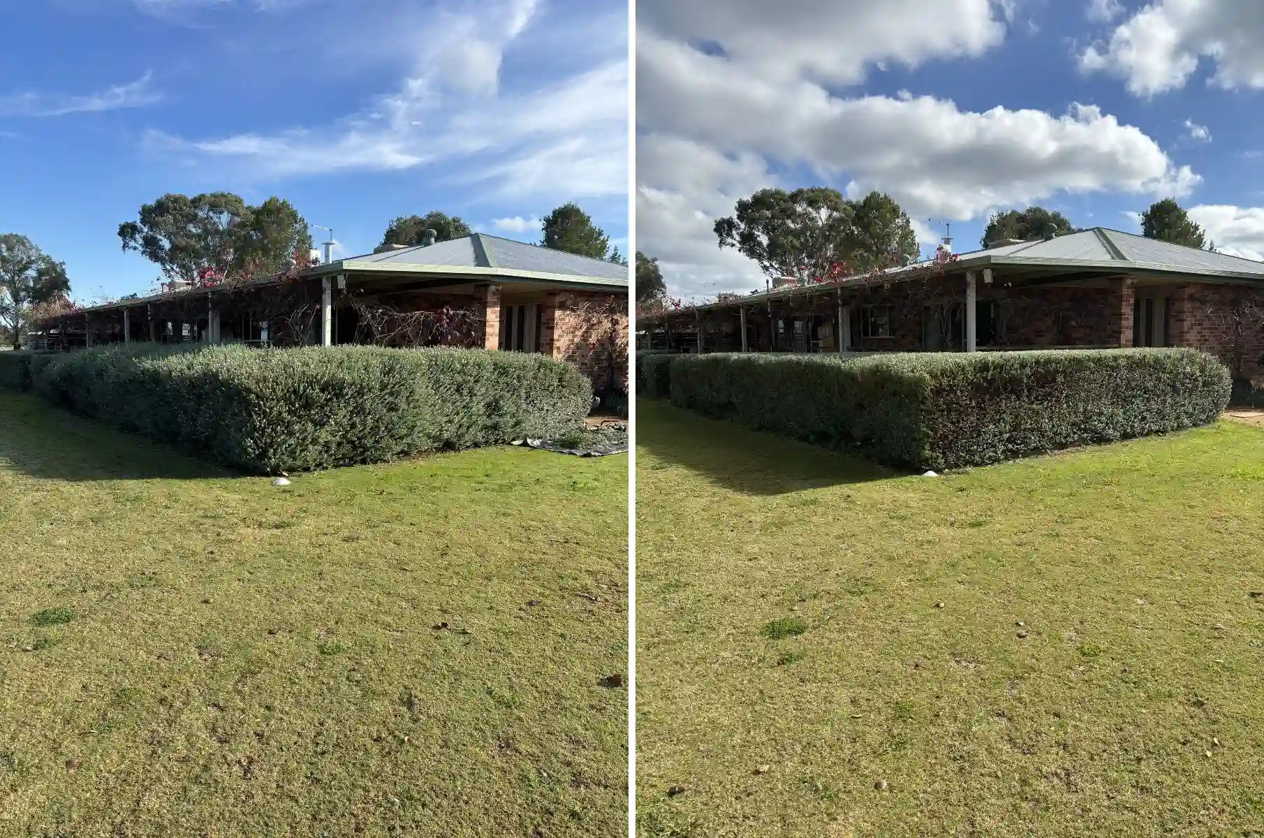 before and after hedge restored to even shape and structure after becoming overgrown and spreading at property in Dubbo NSW