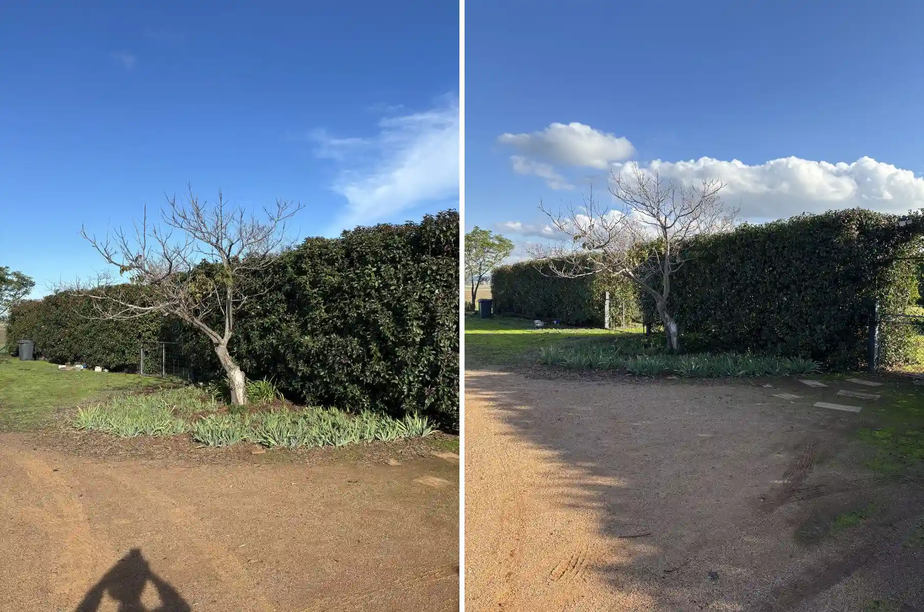 before and after tall privacy hedge height reduction and reshaping showing full length restored to sharp uniform finish in Dubbo NSW