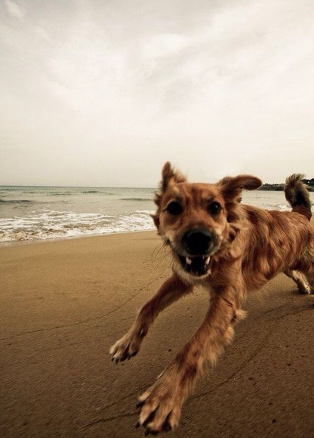 [headshot] image of a happy pet owner after training