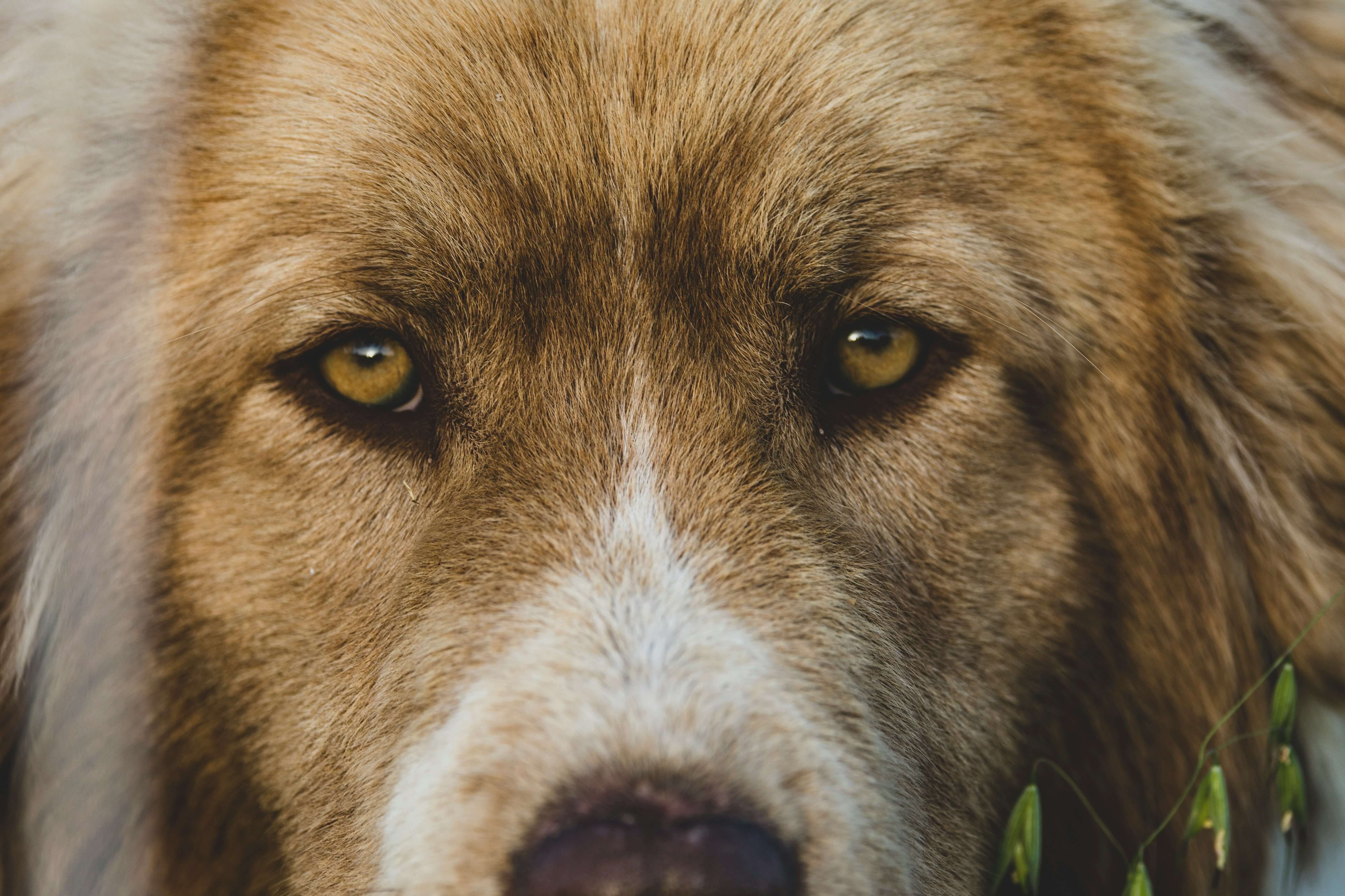 [headshot] image of a customer interacting with their pet (for a pet store)