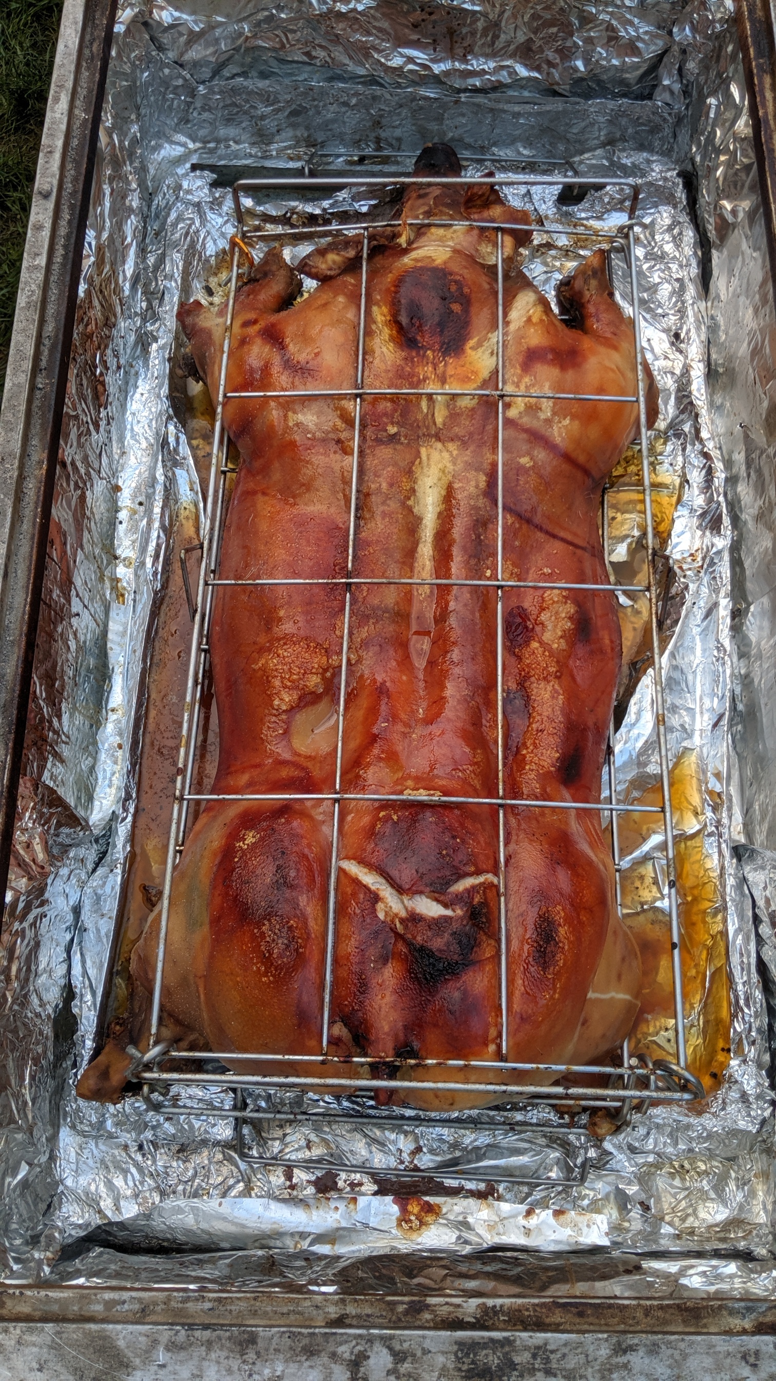 Fully cooked whole pig displayed in Caja China roasting box