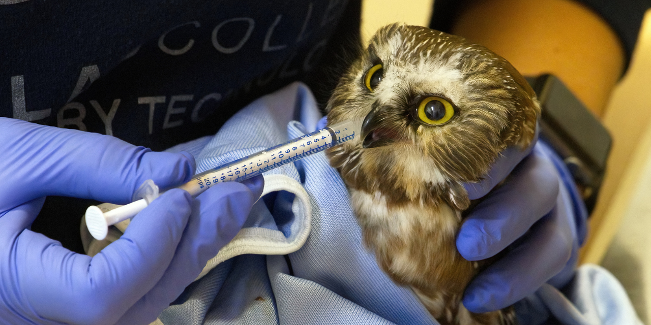 a Northern Saw-whet Owl receiving care