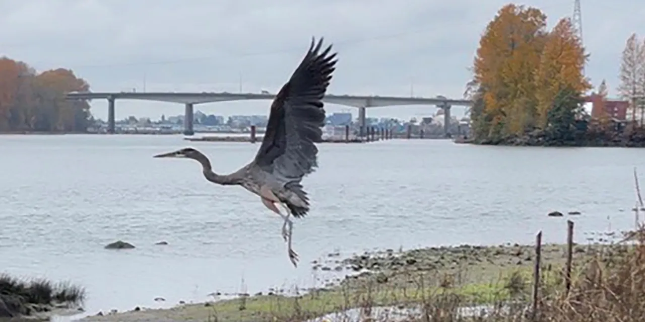a heron released back into an urban environment