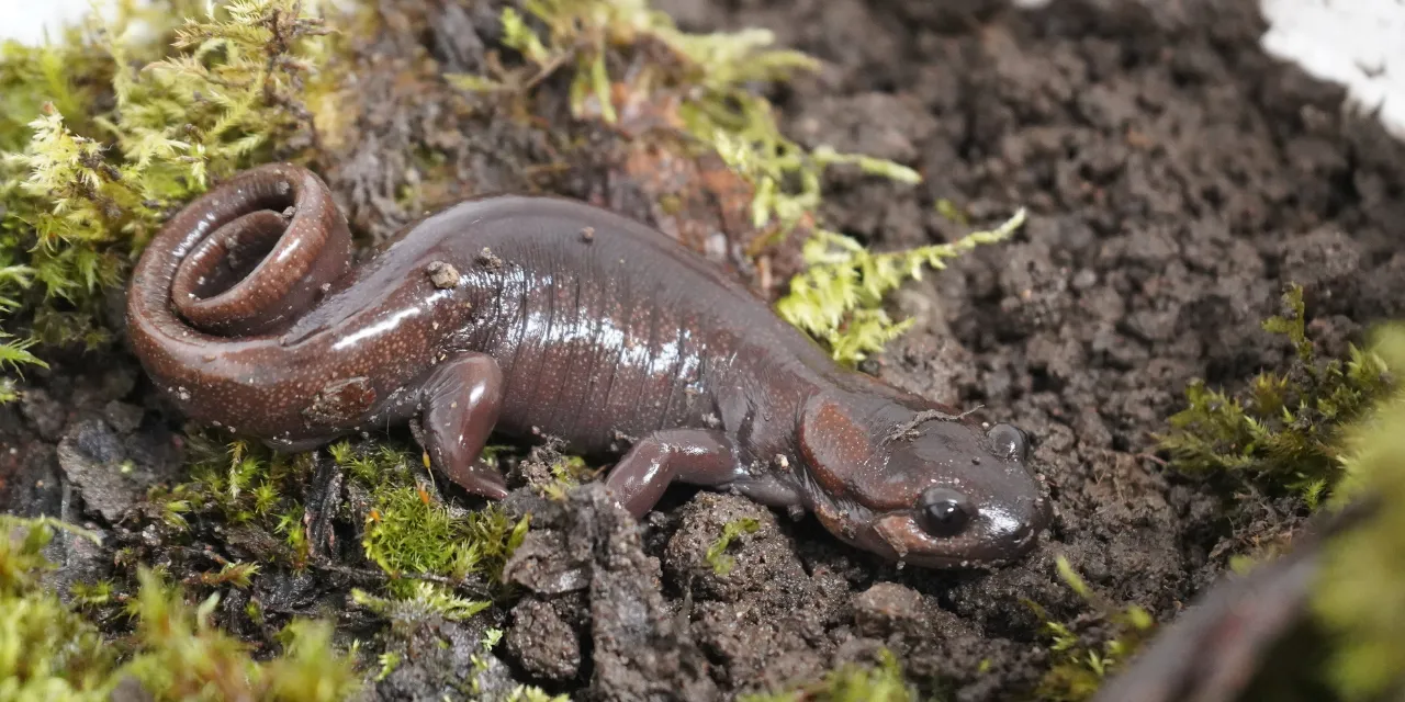 a Northwestern Salamander