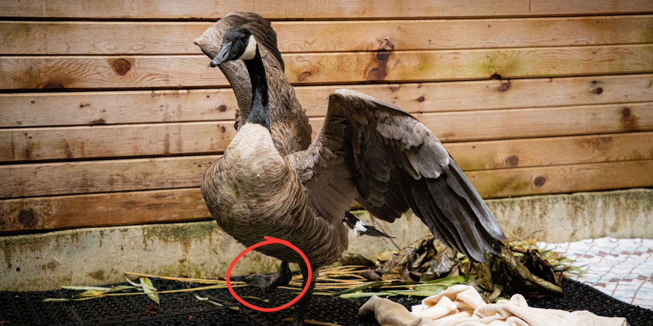 After assessment local English Bay Canada goose with a deformed right foot released safely back into the wild