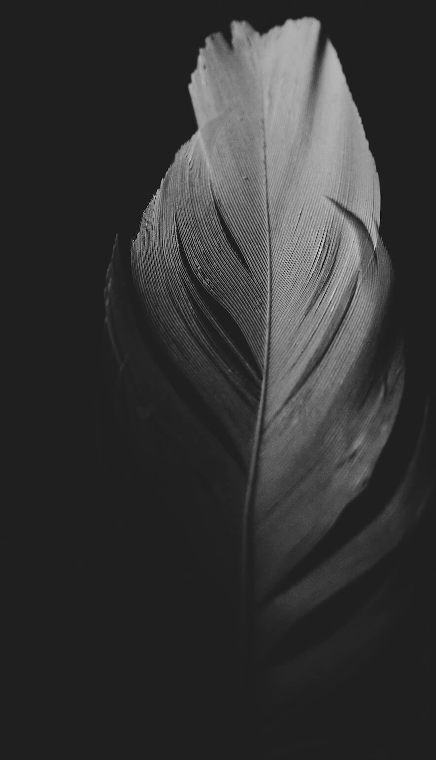 Close-up black and white photo of a single feather showing detailed barbs and shaft.