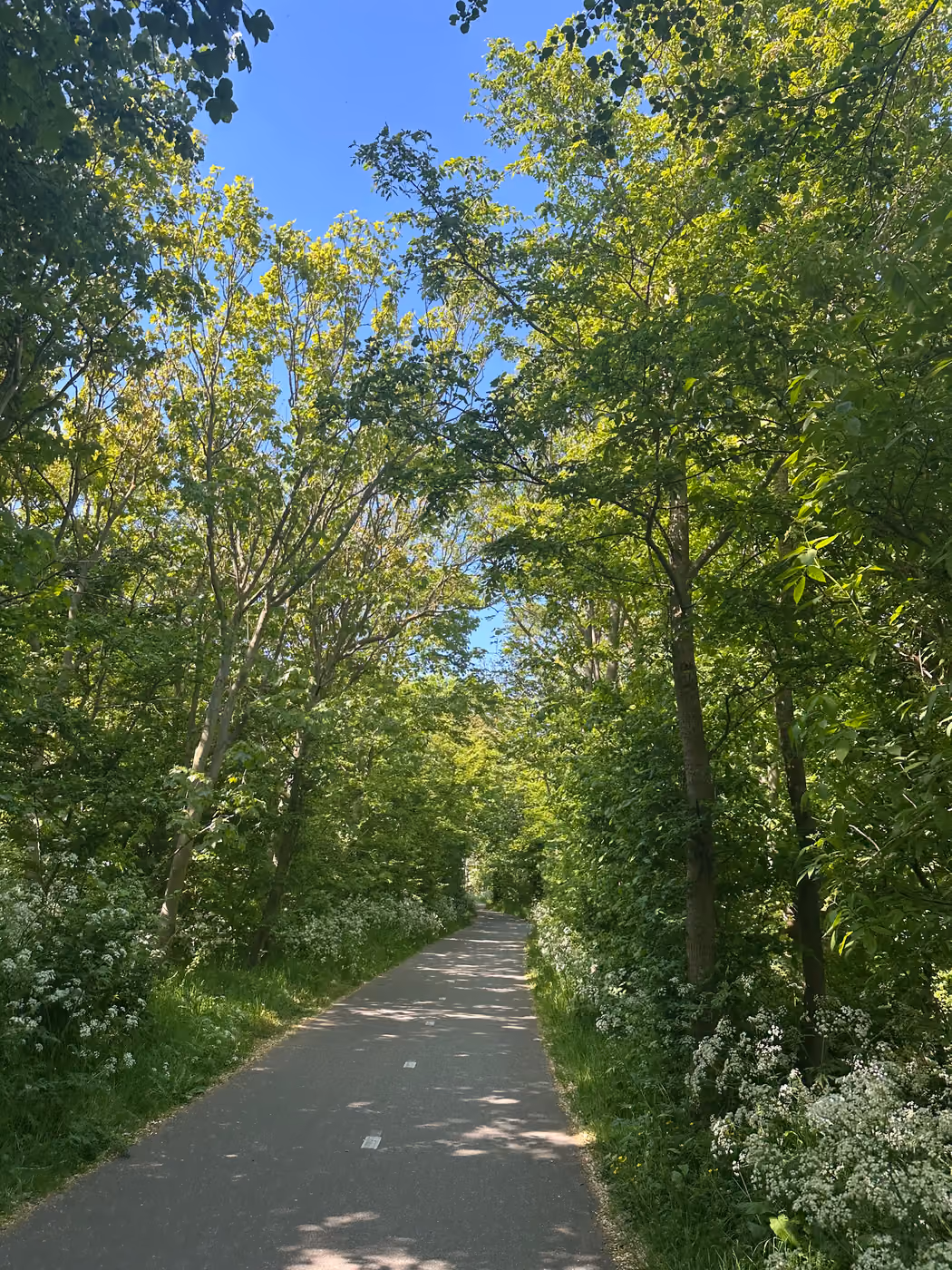 Grüner Radweg durch eine baumbestandene Landschaft in Zeeland