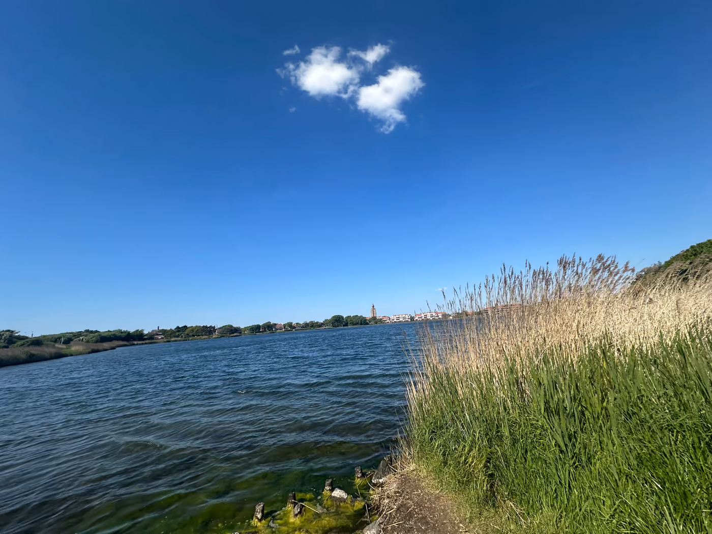 Schilfbewachsenes Gewässer in Zeeland, passend zum Ausflug an den Westkapelse Kreek