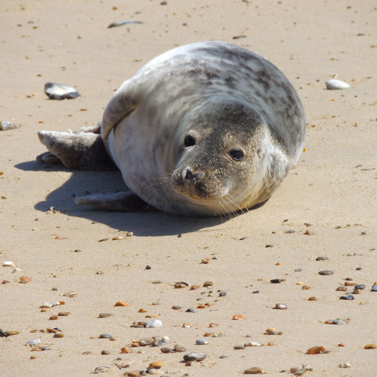 Seehund auf einer Sandbank als Symbolbild für eine Robbensafari