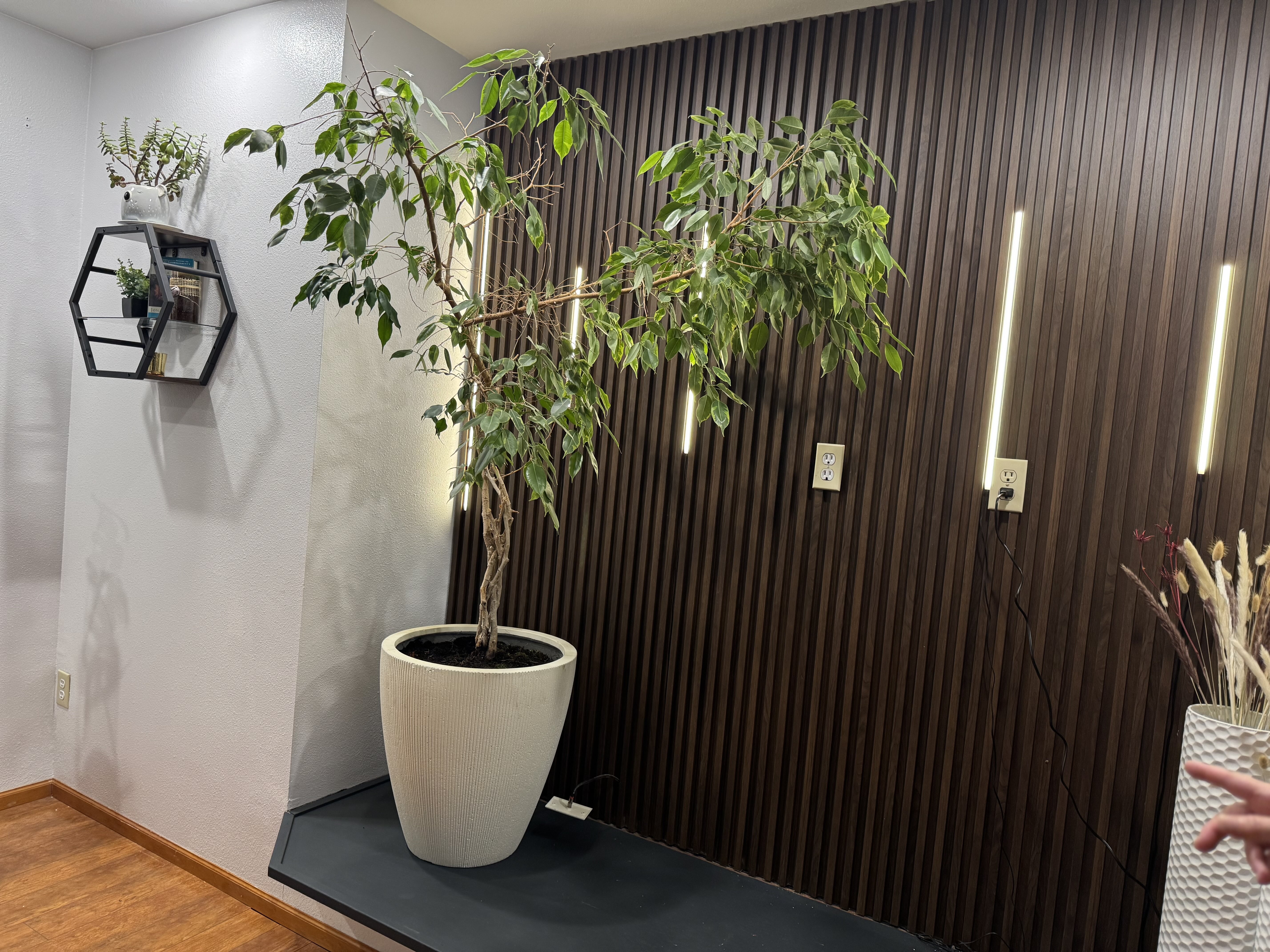 Large indoor plant in a white textured pot placed on a black platform against a dark wood-paneled wall with vertical strip lights and electrical outlets.