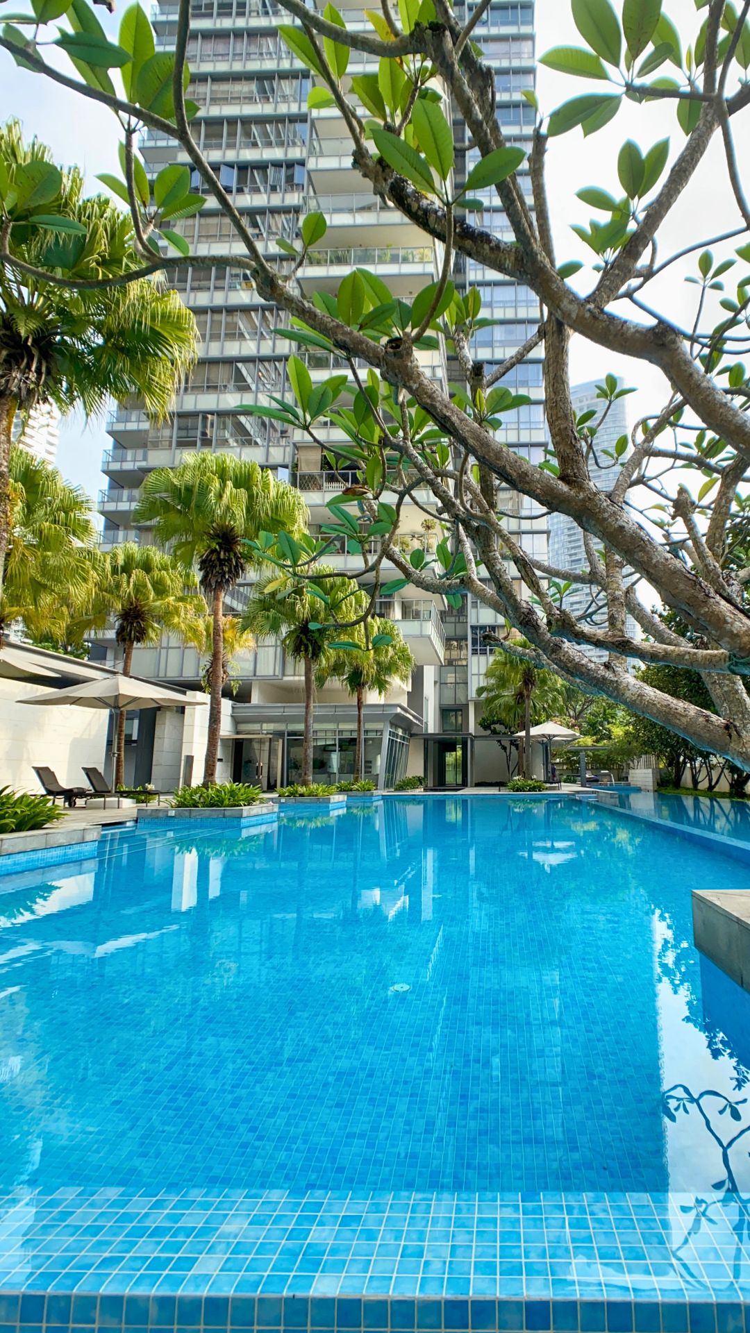 Portrait view of the swimming pool at Paterson Suites condominium in Singapore. Tall trees line the perimeter of the pool.