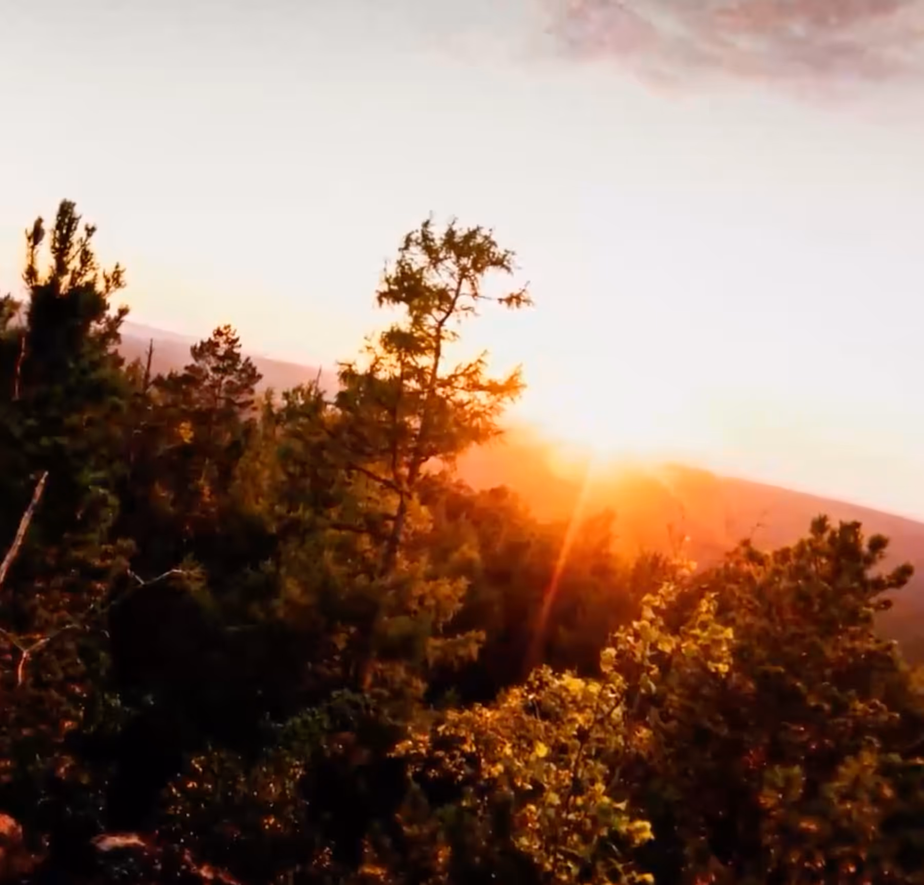 Sunset casting warm light over a dense forest with trees and distant hills.