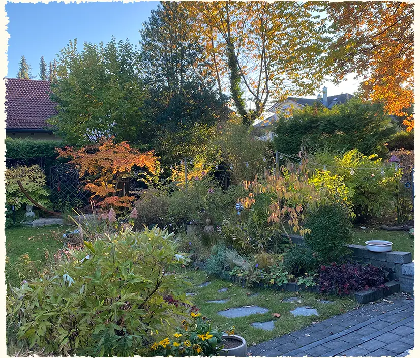 Herbststimmung in einem Garten mit einsetzender Färbung in den Beeten und großen Laubbäumen im Hintergrund