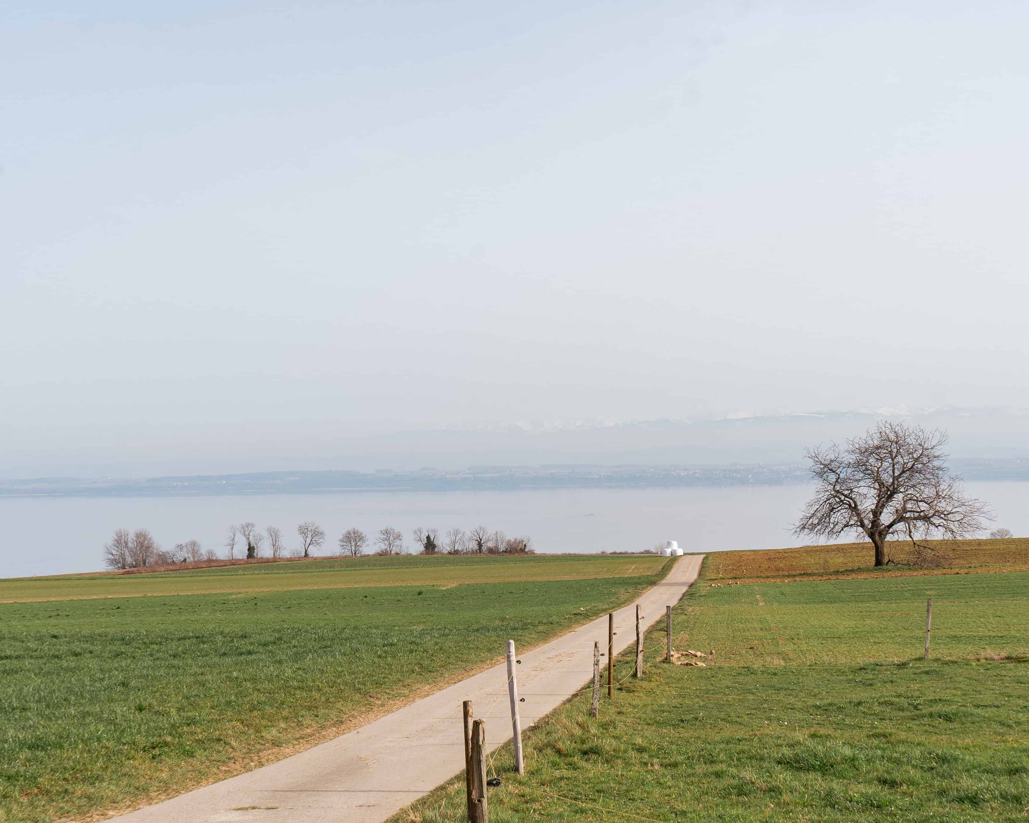 Photo d'une route dans un champ