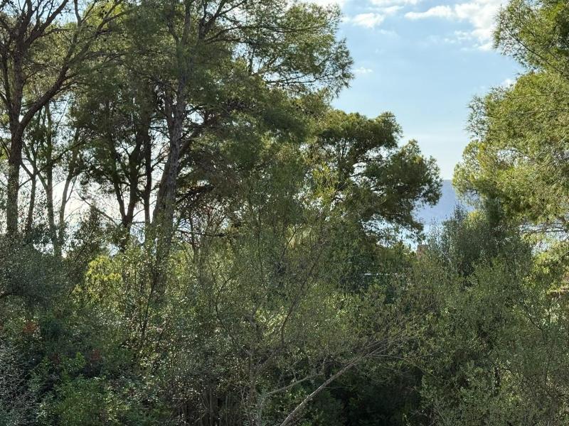 Exklusives Grundstück mit Meerblick in Santa Ponsa-1.361mq in begehrter Lage.