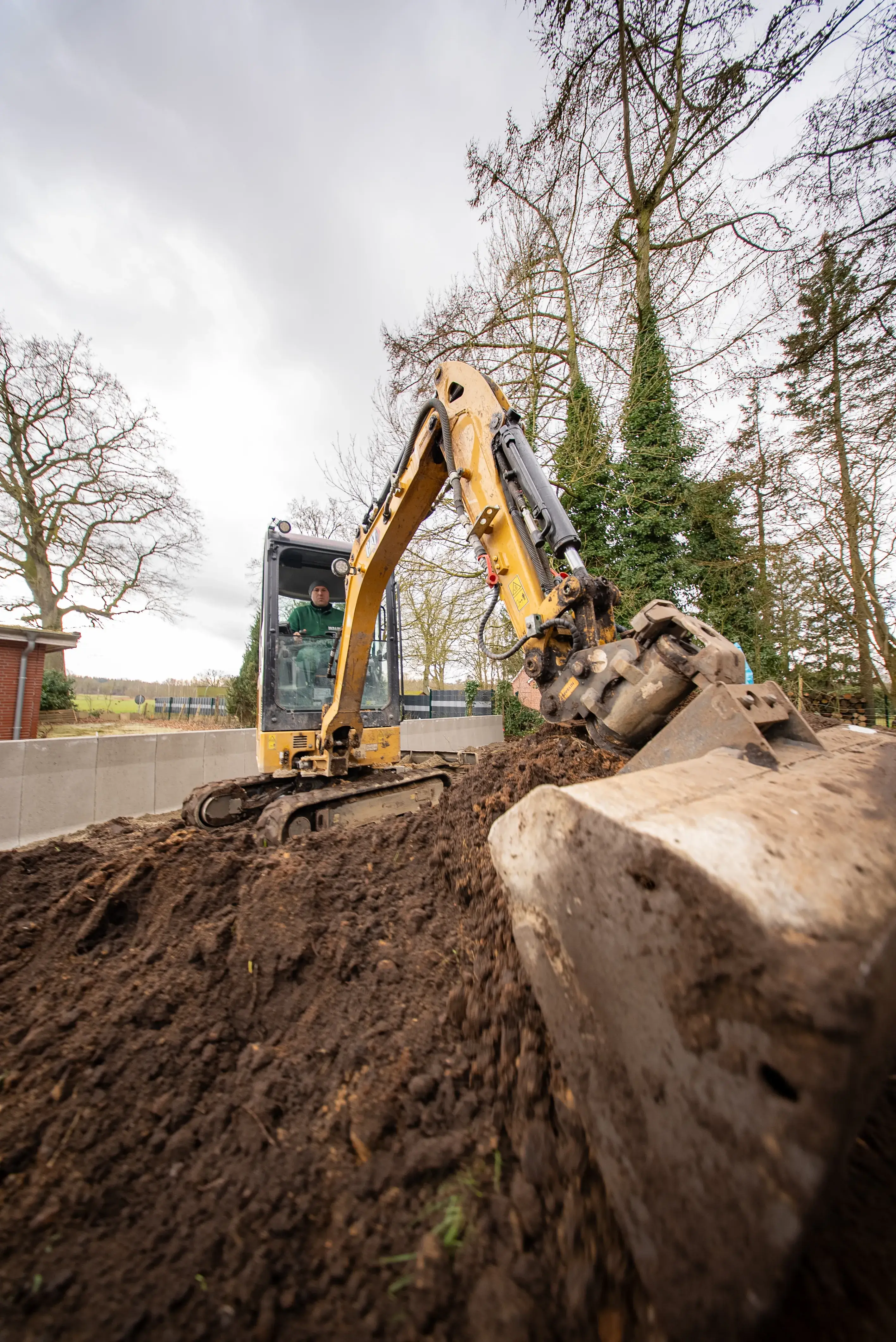 Immergrüne Sträucher – ganzjährig grün, blickdicht und pflegeleicht
